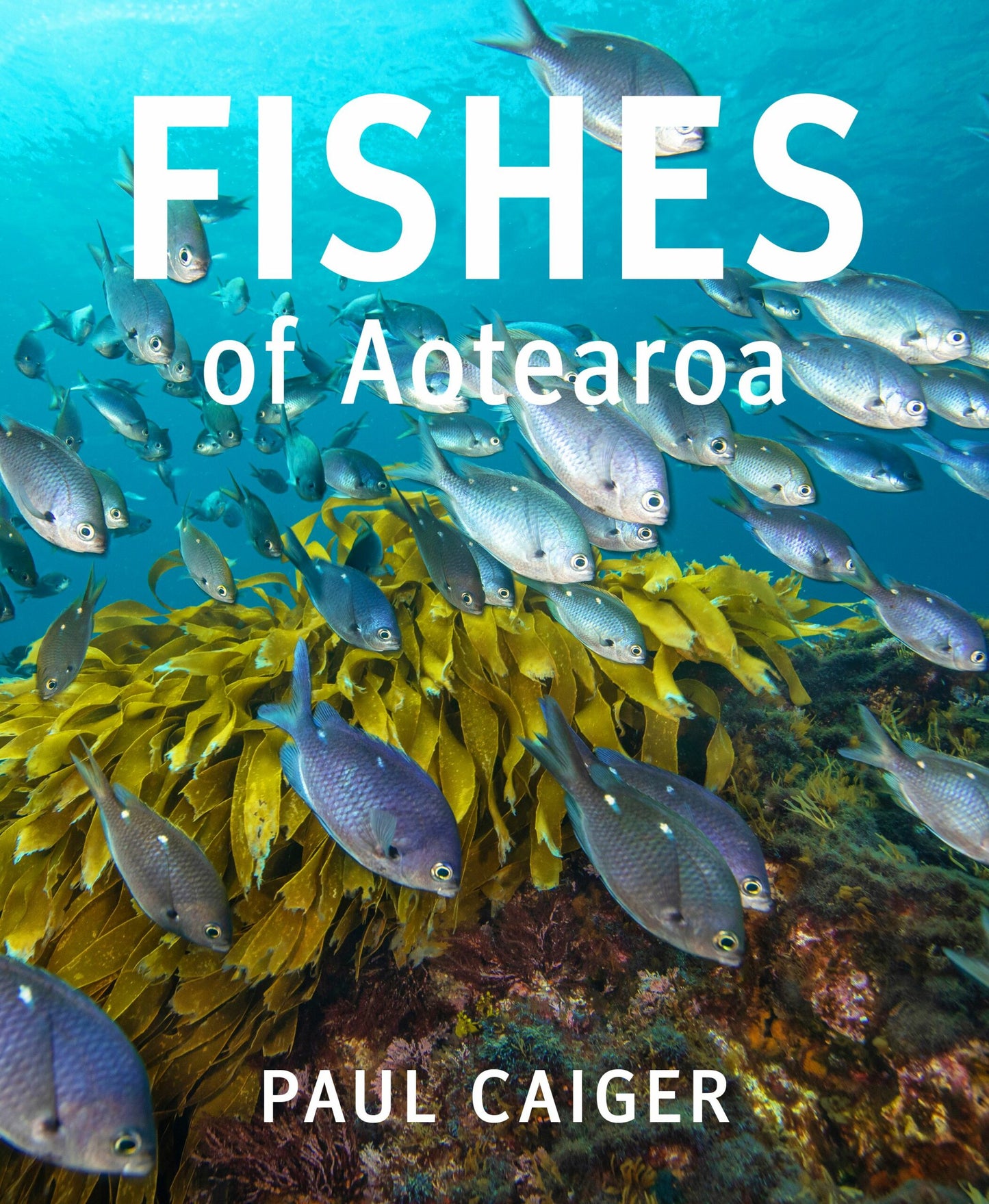 FISHES OF AOTEAROA NEW ZEALAND