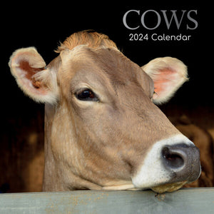 2024 CALENDAR COWS SQUARE