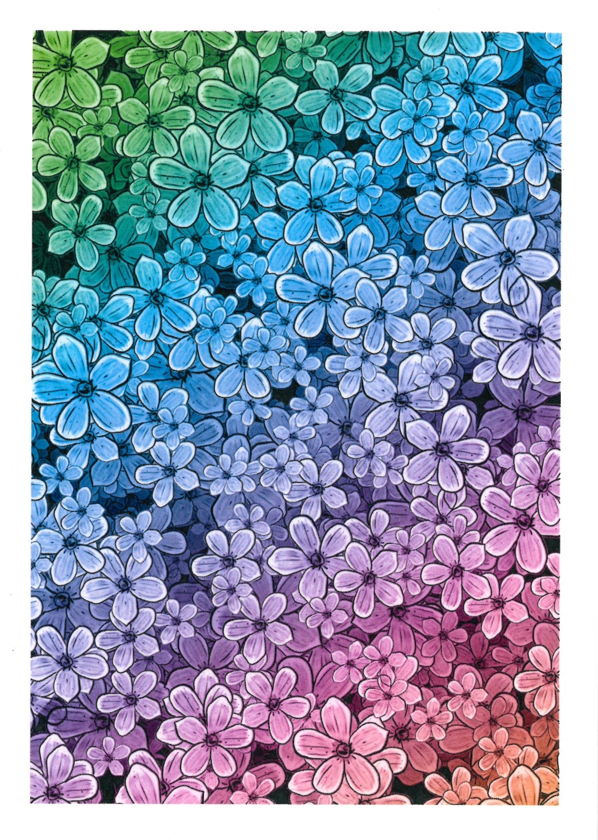 BLANK CARD COLEONEMA COLOUR