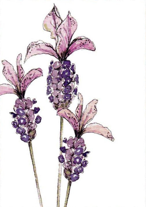 BLANK CARD PURE ART FRENCH LAVENDER